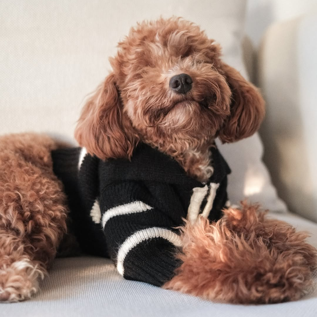The Cortado — Black Striped Quarter-Zip Dog Sweater