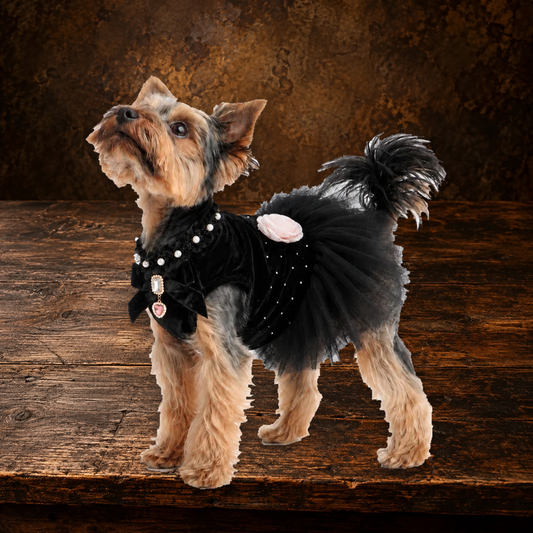 Black Velvet Rose Dog Dress