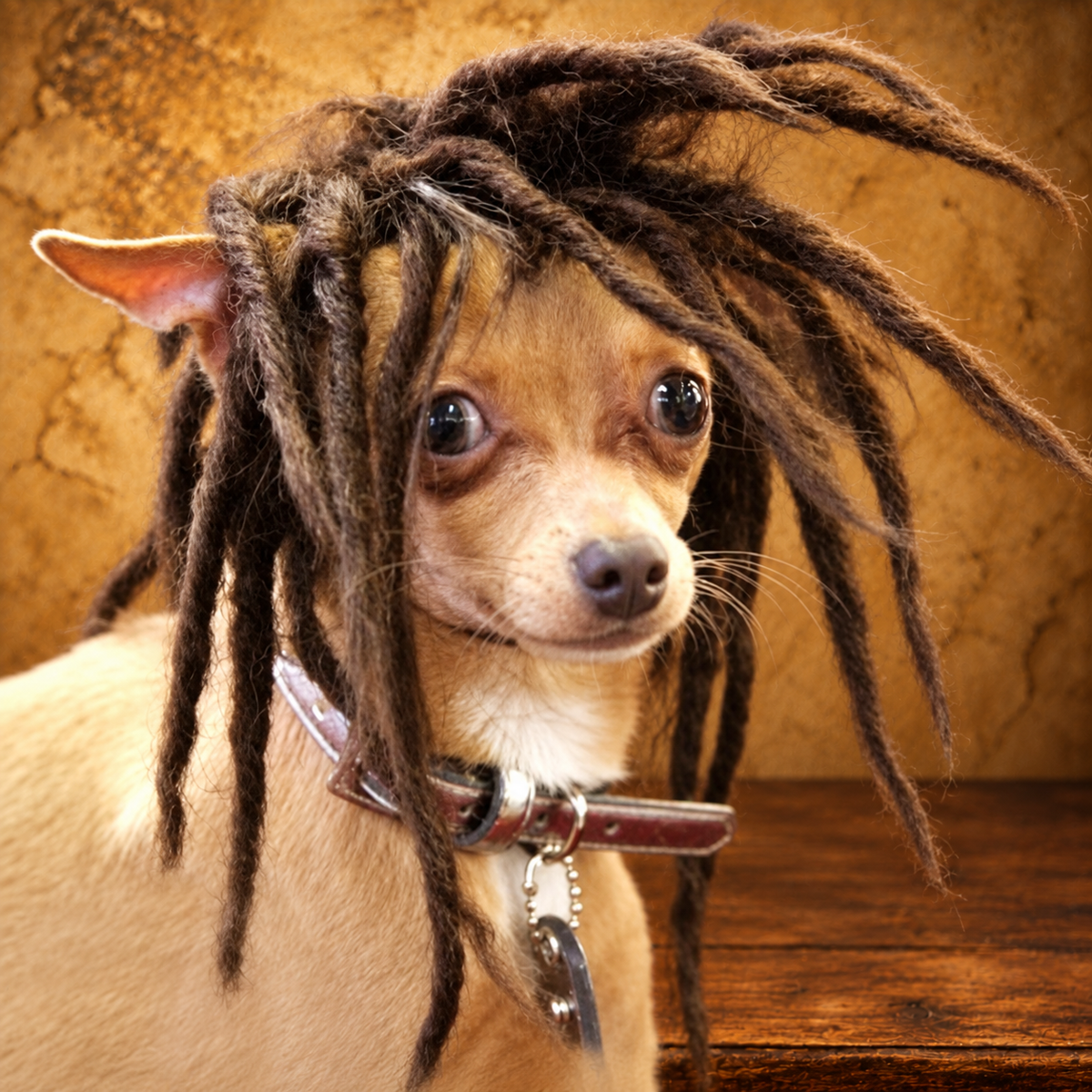 Brown Pet Cosplay Wig — antique display