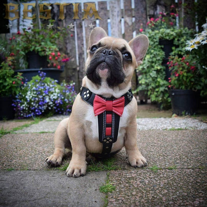 The Proper Gentleman Leather Bowtie Harness