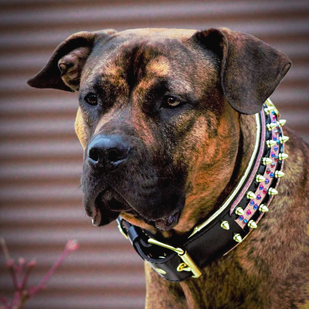 The Candy — Black Leather Collar