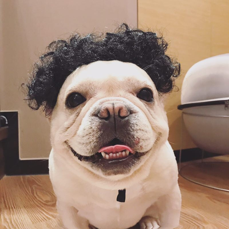 Pet Party Wig