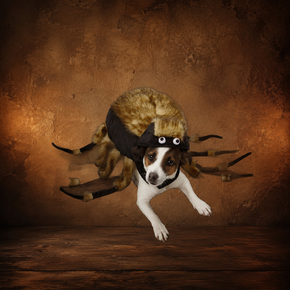 The Parlor Tarantula Dog Costume on an antique Pate’s Pugorium backdrop
