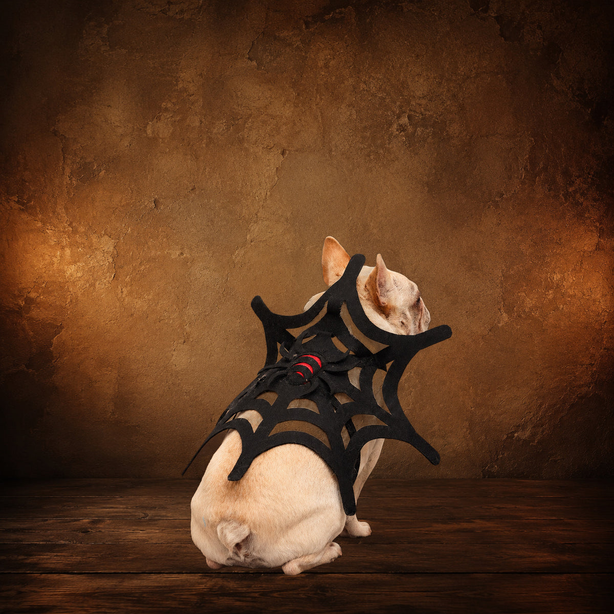 The Widow’s Web Pet Costume on an antique Pate’s Pugorium backdrop