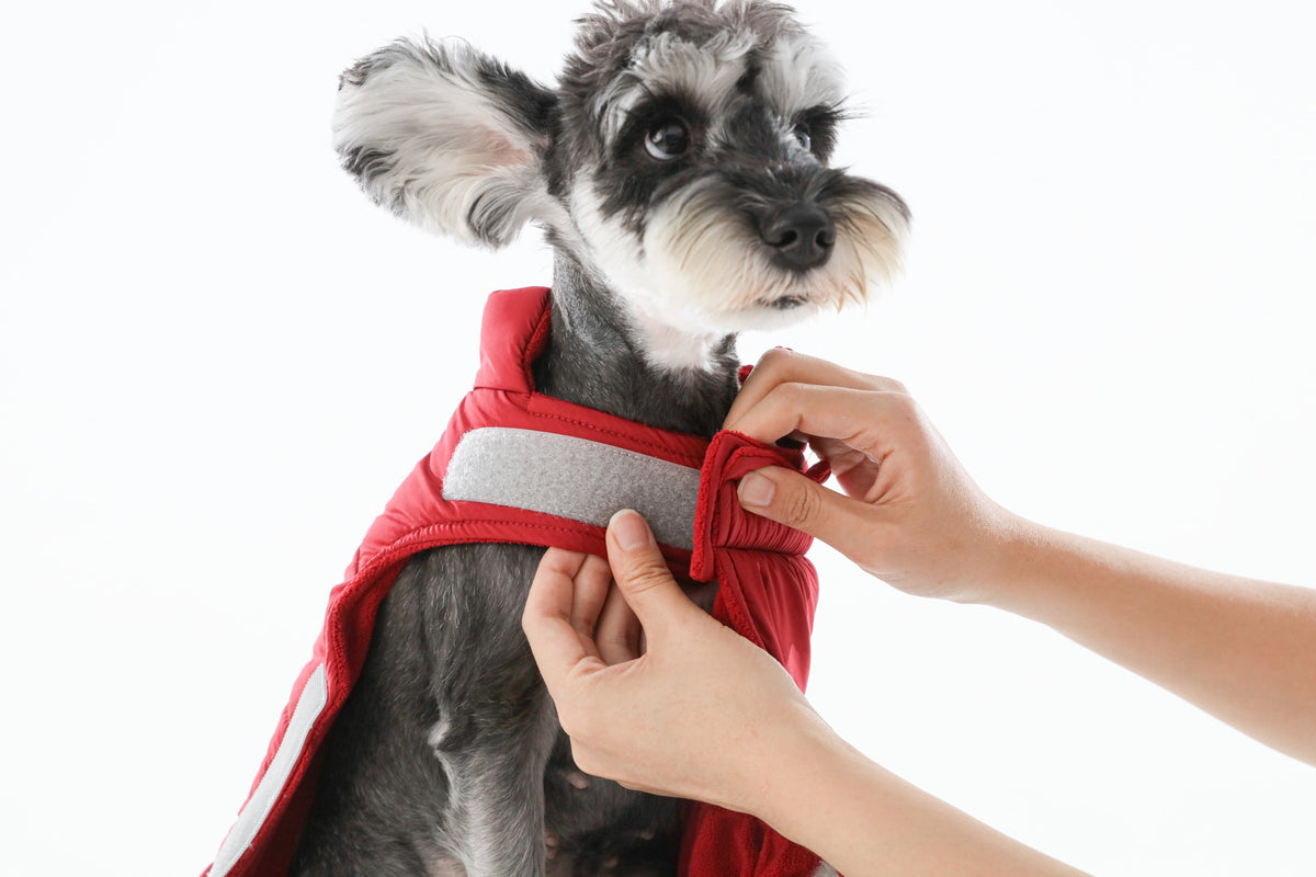 The Scarlet Rambler Reversible Dog Vest