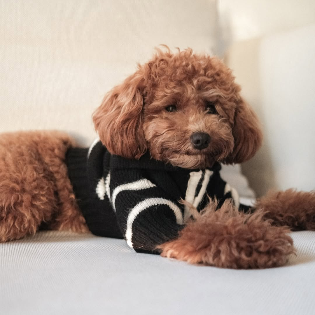 The Cortado — Black Striped Quarter-Zip Dog Sweater
