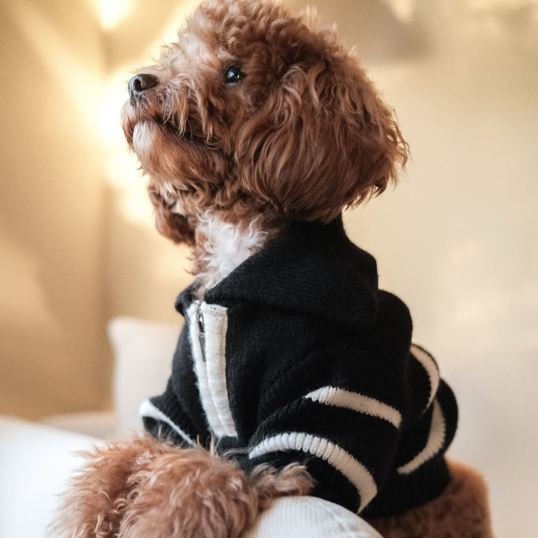 The Cortado — Black Striped Quarter-Zip Dog Sweater