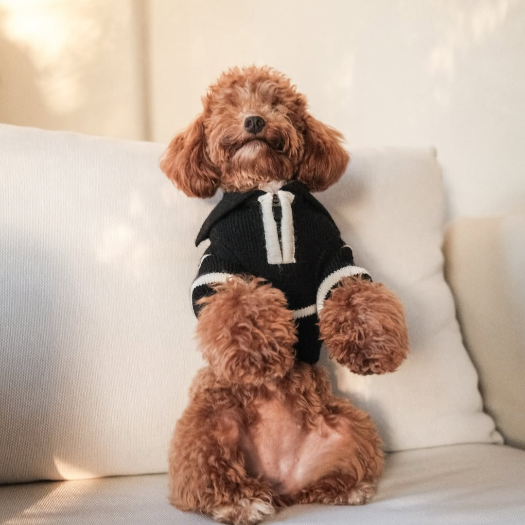 The Cortado — Black Striped Quarter-Zip Dog Sweater