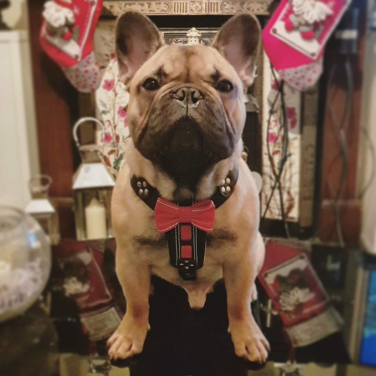 The Proper Gentleman Leather Bowtie Harness