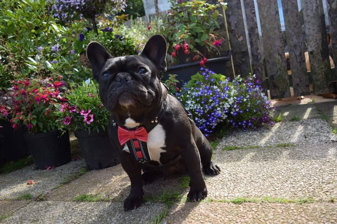 The Proper Gentleman Leather Bowtie Harness