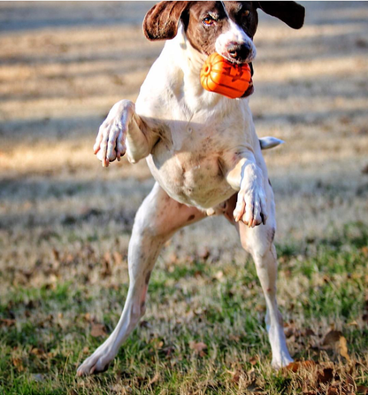 The Jack-o'-Gnawtern — Halloween Treat Toy