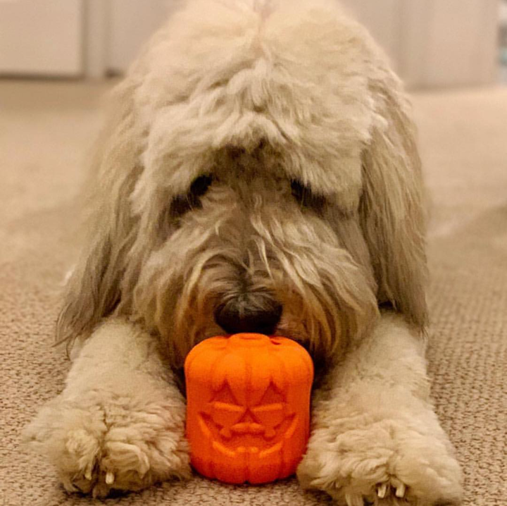 The Jack-o'-Gnawtern — Halloween Treat Toy