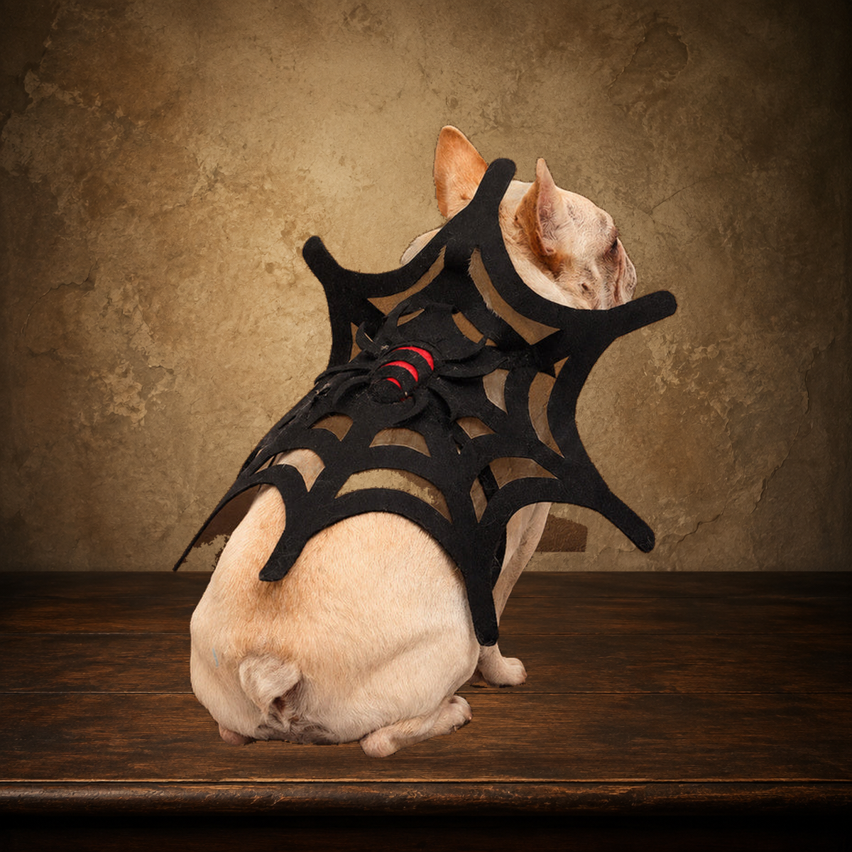 The Widow’s Web Pet Costume displayed on the approved antique plaster and walnut table