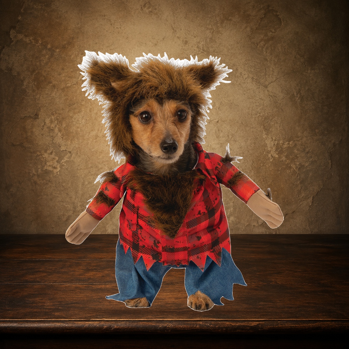 The Were-Woof — Walking Werewolf Costume displayed on the approved antique plaster and walnut table