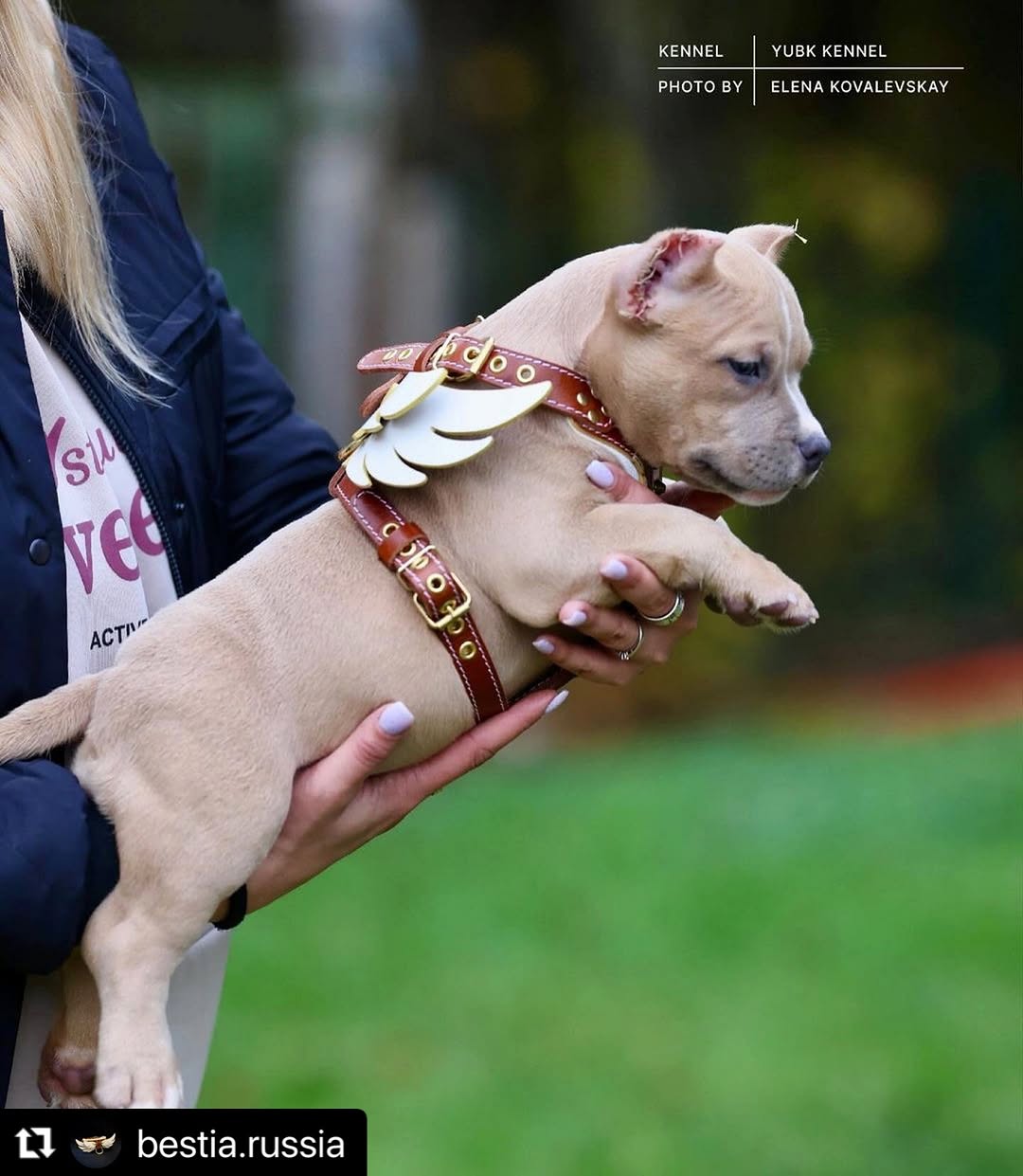 The Winged Courier Leather Dog Harness