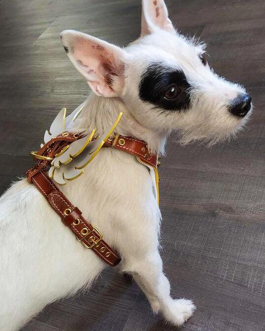The Winged Courier Leather Dog Harness