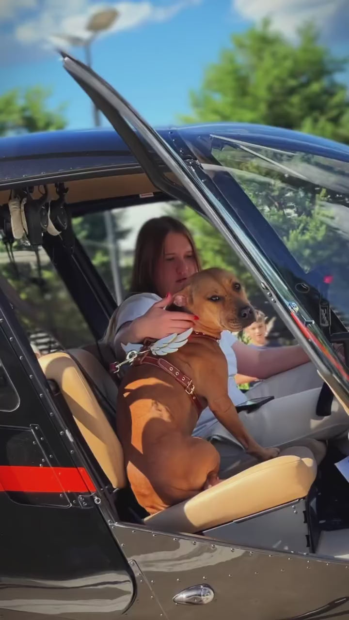 The Winged Courier Leather Dog Harness