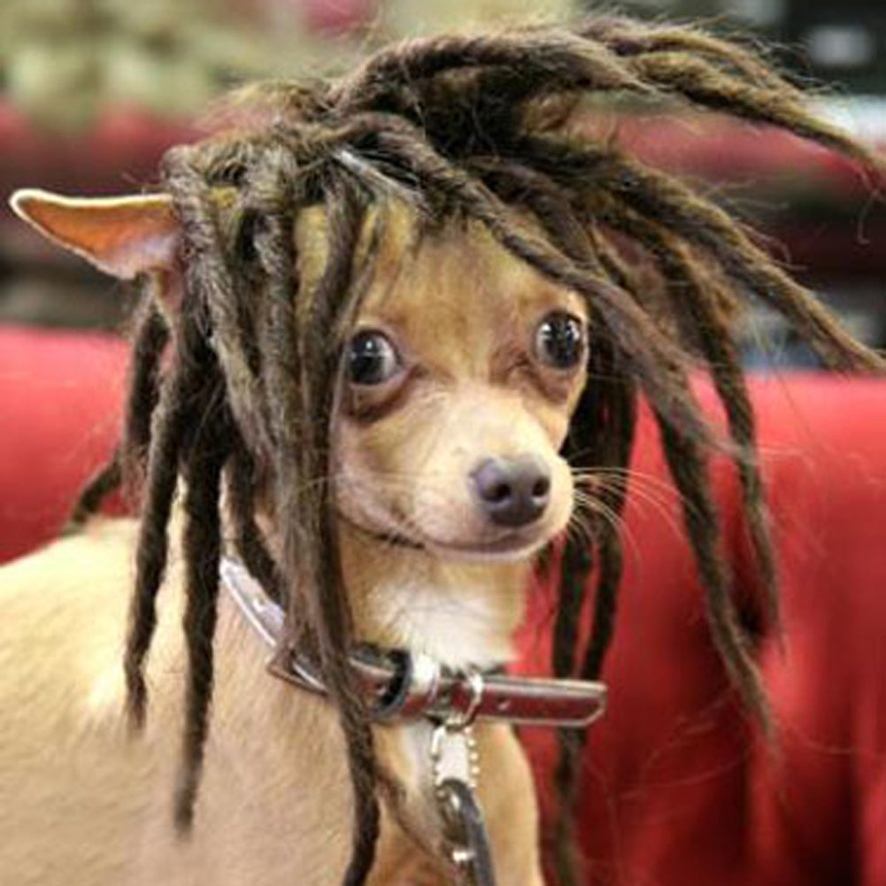 Brown Pet Cosplay Wig