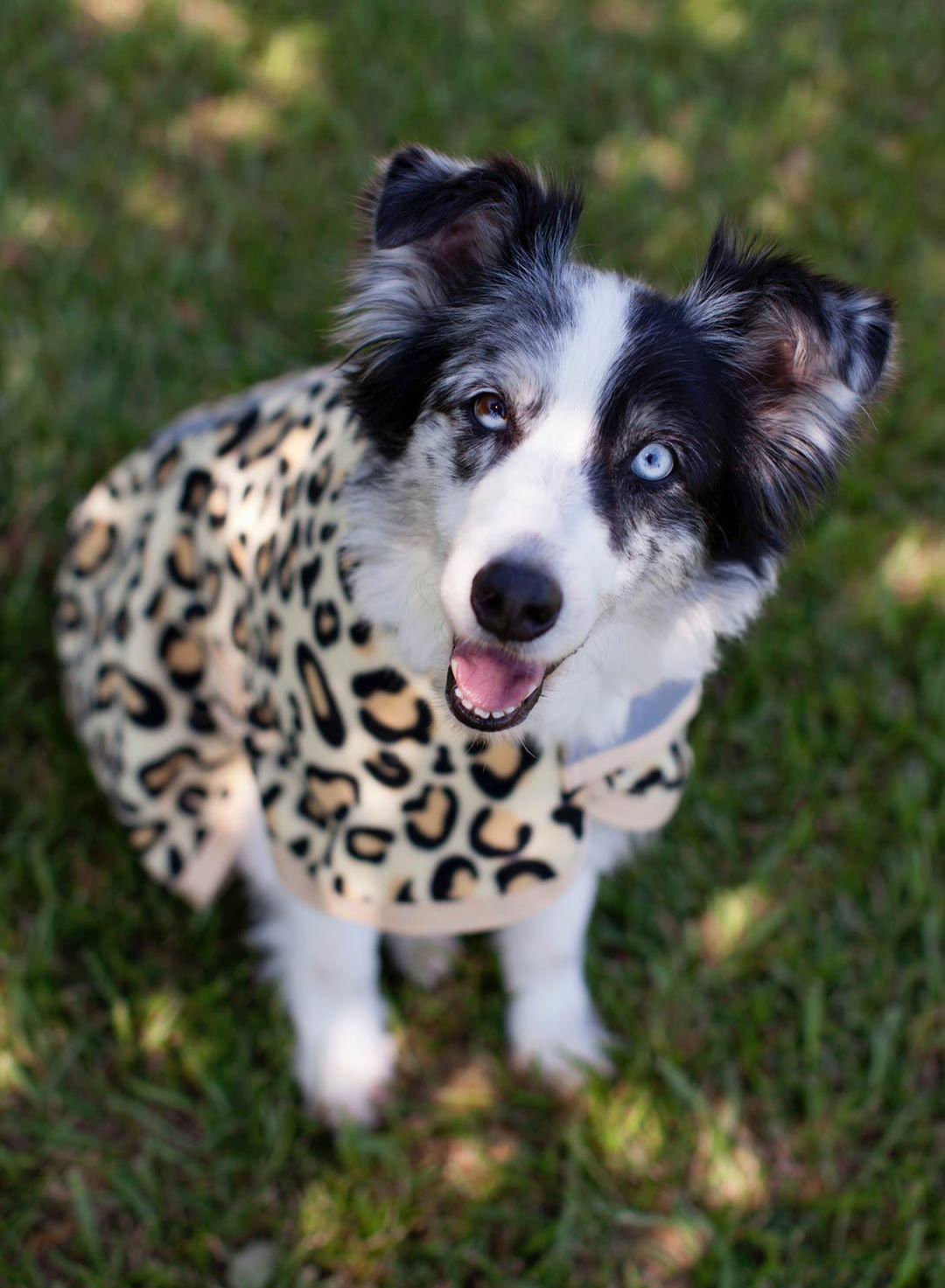 Jeffers Expression Fleece Dog Coat