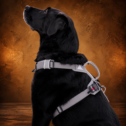Magnetic No-Pull Dog Harness with Handle