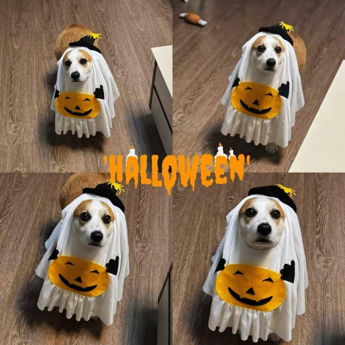 The Pumpkin Wraith Pet Costume