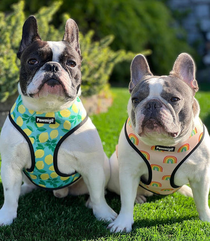 Dogs wearing colorful Pawmigo reversible harnesses outdoors