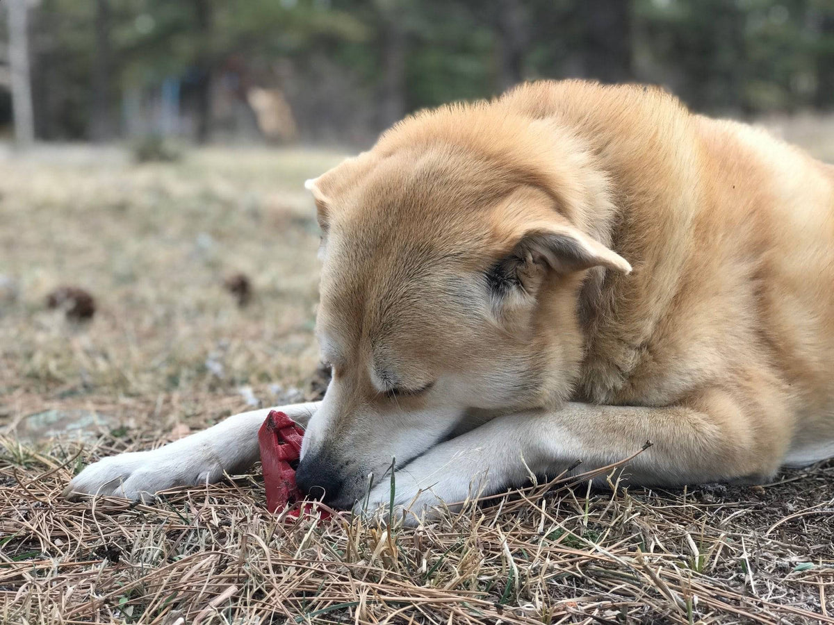 The Forbidden Slice — Cherry Pie Chew Toy