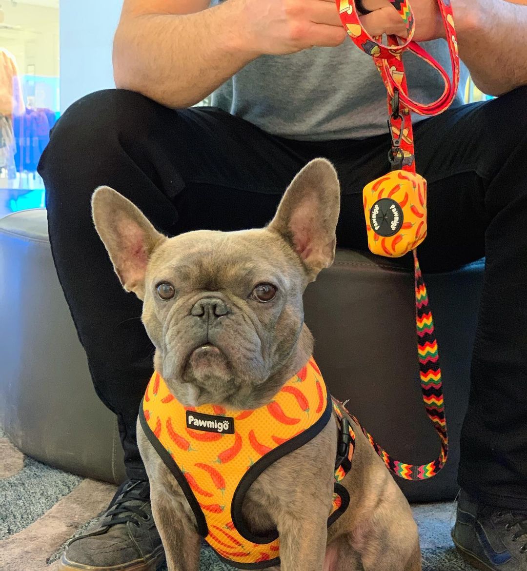 Taco Tuesday harness with matching patterned leash and treat pouch