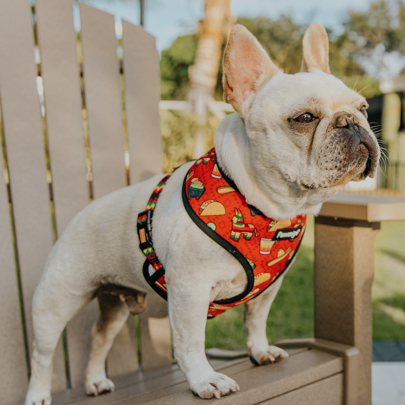 Dog wearing the red Taco Tuesday reversible harness from the side