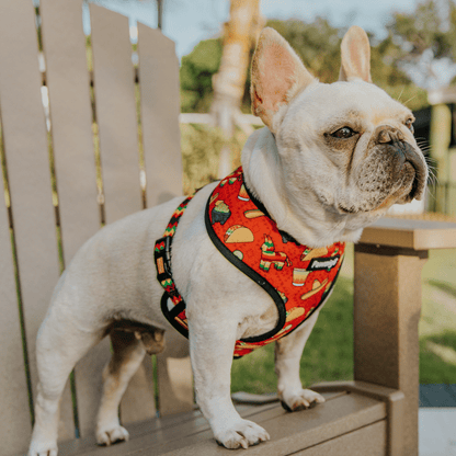 Dog wearing the red Taco Tuesday reversible harness from the side