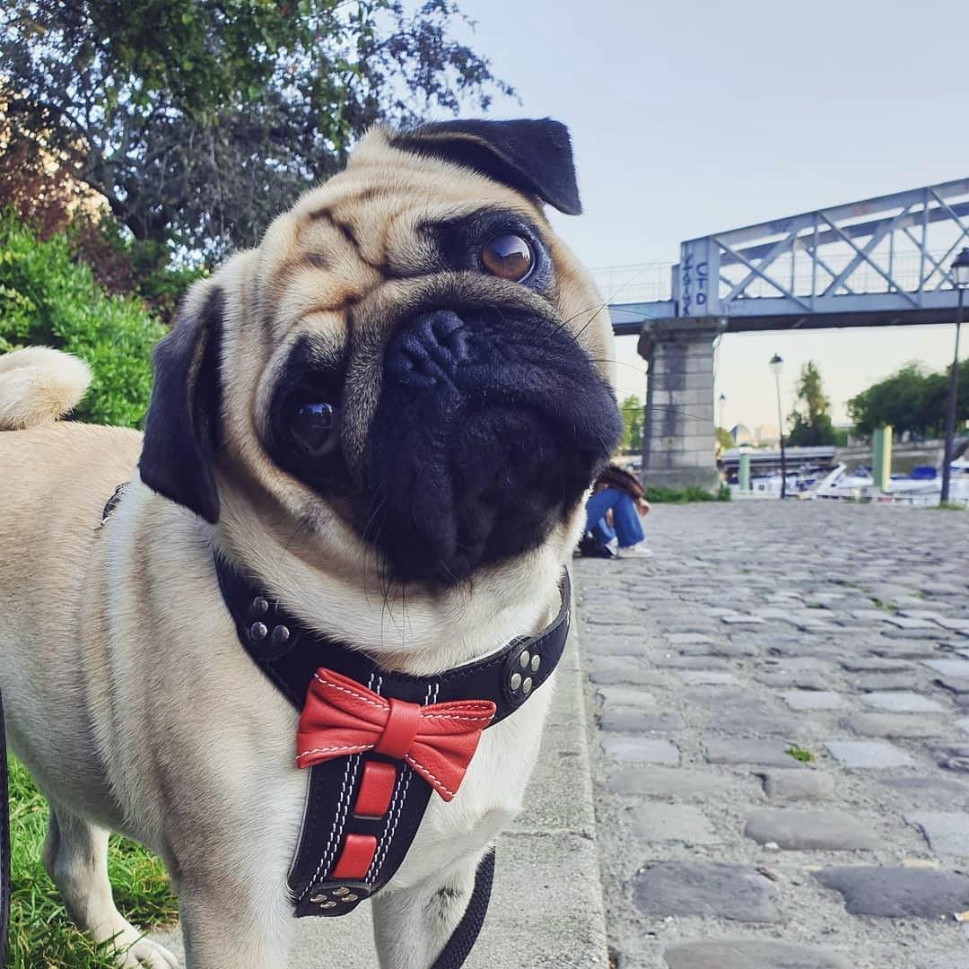 The Proper Gentleman Leather Bowtie Harness