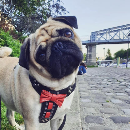 The Proper Gentleman Leather Bowtie Harness