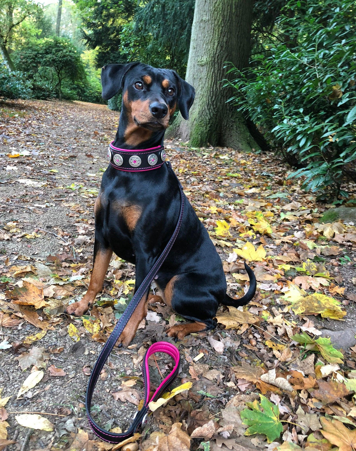 Bijou dog collar fit and design